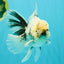 A Grade White Tiger Oranda Male 7 inches #082126OR_15