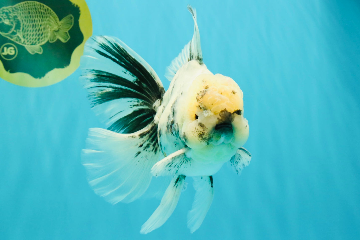 A Grade White Tiger Oranda Male 7 inches #082126OR_15