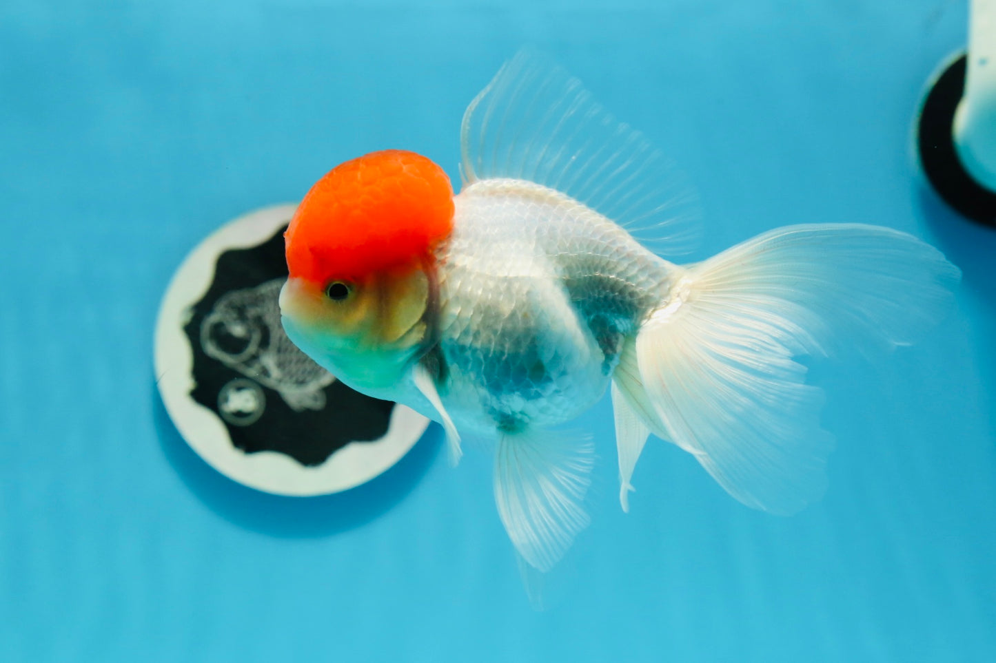 Red Cap Oranda Male 4.5 inches #0927OR_22