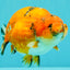 A Grade Tricolor Tiger Ranchu Male 5.5 inches #102326RC_05