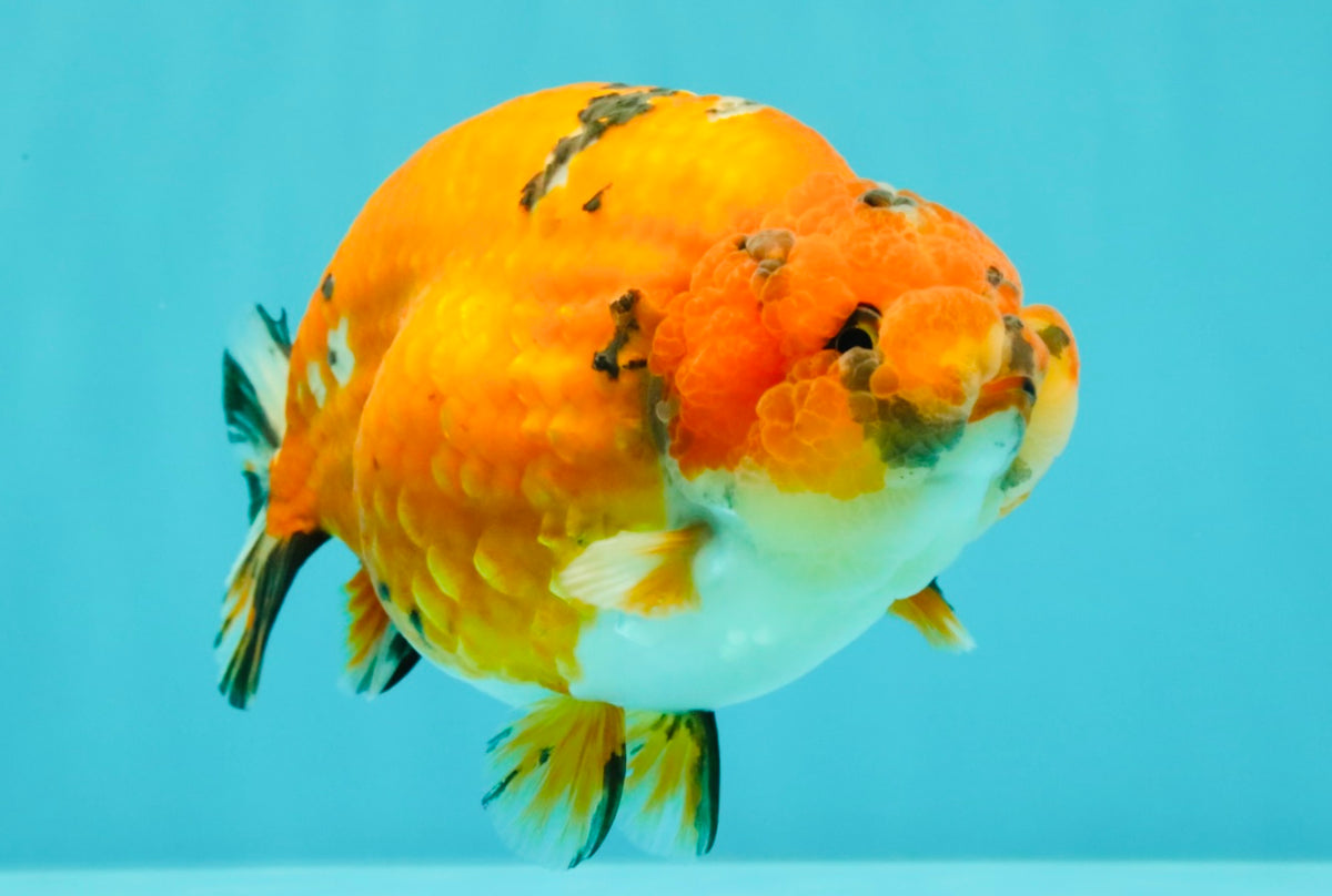 A Grade Tricolor Tiger Ranchu Male 5.5 inches #102326RC_05