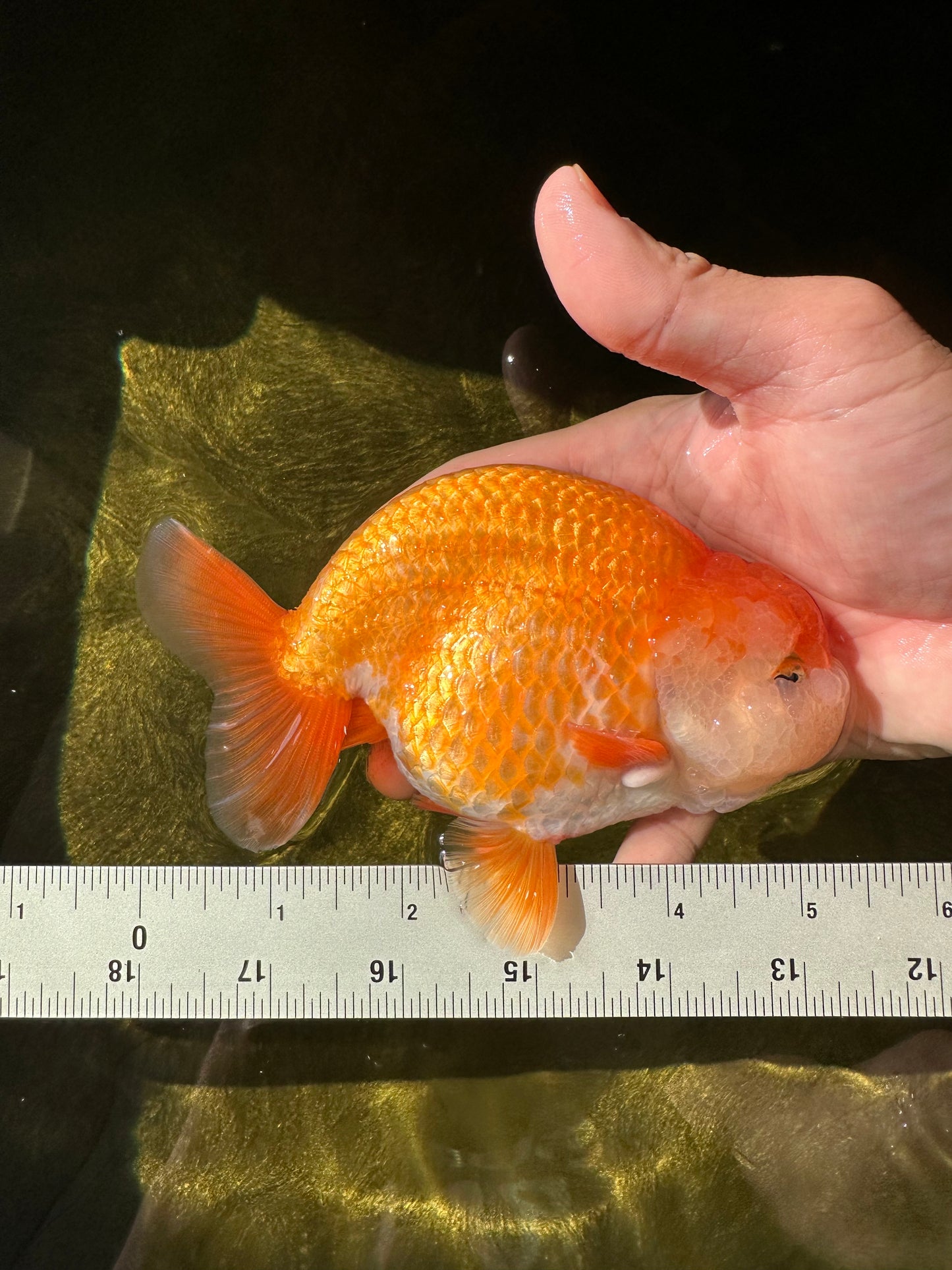 New ✨ Lovely Red White Color Lionchu Male 5 inches #0419LC_04