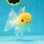 A Grade White Buttoned Eyes Oranda Male 4.5-5 inches #042525OR_09