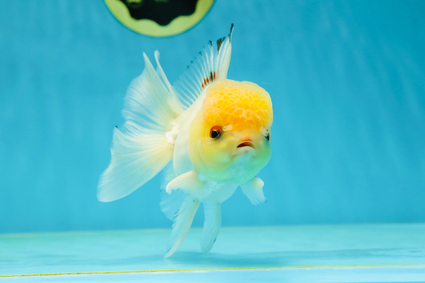 A Grade White Buttoned Eyes Oranda Male 4.5-5 inches #042525OR_09