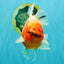 A Grade Sakura Oranda Male 6.5-7 inches #080726OR_15