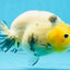 UNIQUE A Grade Chinese Cow Ranchu Female 4.5 inches #102425RC_04