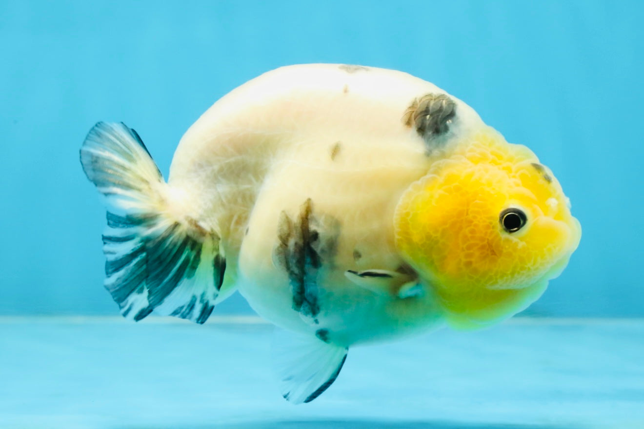 UNIQUE A Grade Chinese Cow Ranchu Female 4.5 inches #102425RC_04