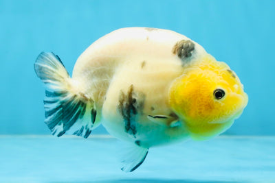 UNIQUE A Grade Chinese Cow Ranchu Female 4.5 inches #102425RC_04