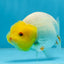 A Grade Lemonhead LionQueen 4 inches #070425LC_13