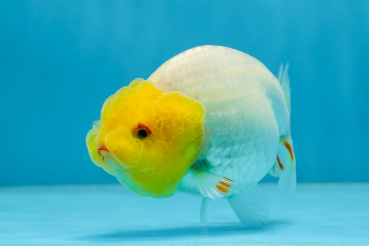 A Grade Lemonhead LionQueen 4 inches #070425LC_13