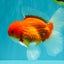 AAA Grade Red White Oranda Male 5.5-6 inches #072426OR_08