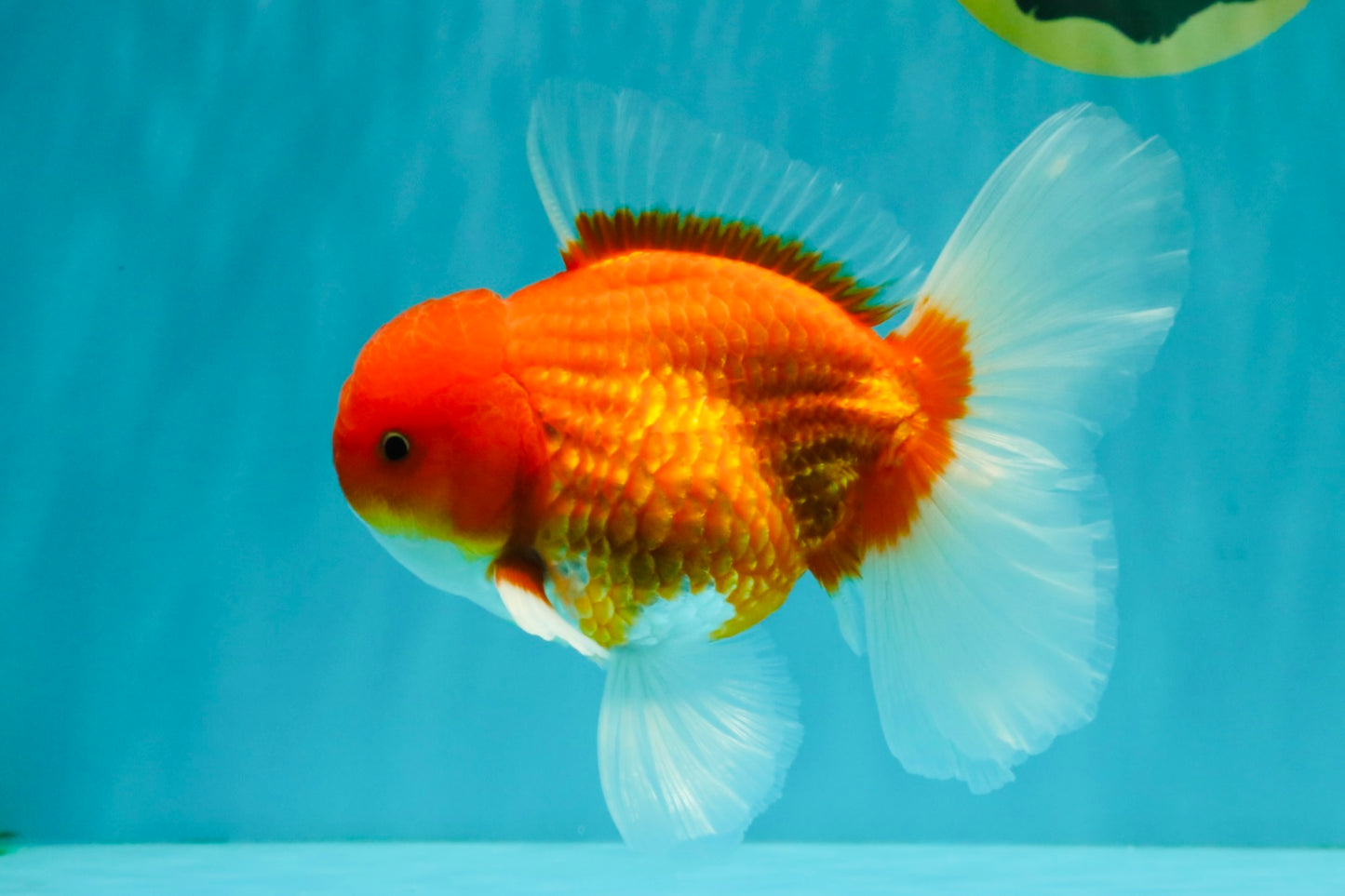 AAA Grade Red White Oranda Male 5.5-6 inches #072426OR_08