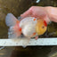 AAA Grade Godzilla Red White Oranda Female 6.5 inches #081525OR_14