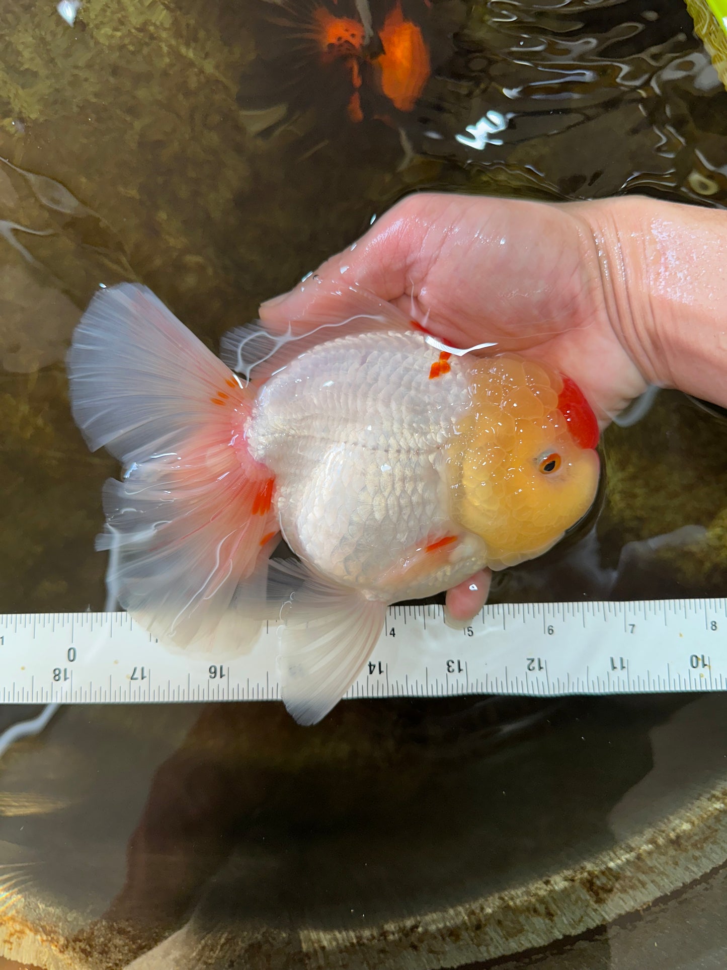 AAA Grade Godzilla Red White Oranda Female 6.5 inches #081525OR_14