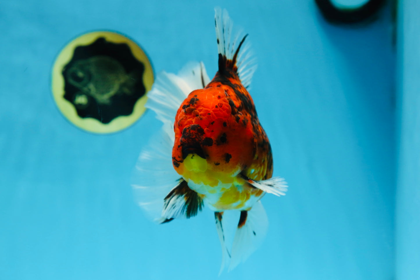 AAA Grade Young Godzilla Tiger Oranda Male 6 inches #080125OR_11