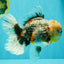 FLUFFY AAA Grade Calico Kirin Oranda Male 7 inches #100926OR_09