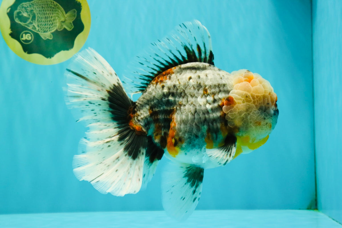 FLUFFY AAA Grade Calico Kirin Oranda Male 7 inches #100926OR_09