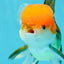 Tricolor Orange Head Oranda Female 5 inches #122923OR_02