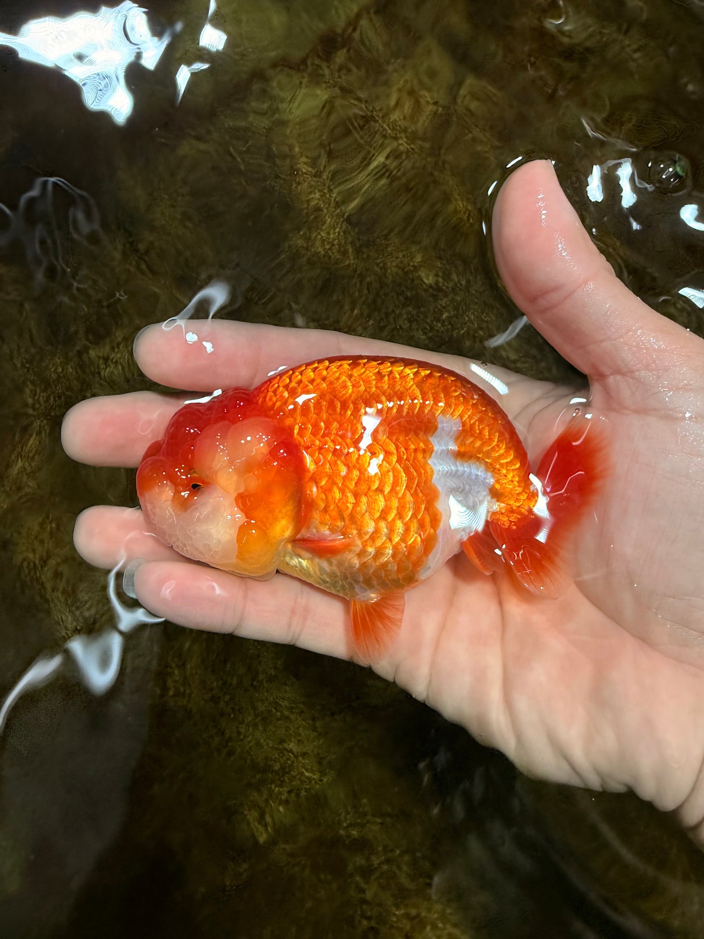 AAA Grade Red White LionQueen 4 inches #103125LC_29