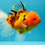 Jumbo A Grade Tiger Oranda Butterly Tail Female 7.5 inches #050225OR_12