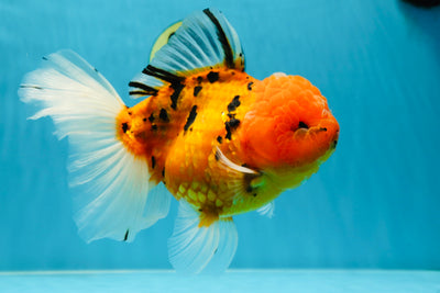 Jumbo A Grade Tiger Oranda Butterly Tail Female 7.5 inches #050225OR_12