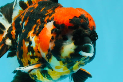 Tiger Yuanbao Male 4.5-5 inches #022726YB_06