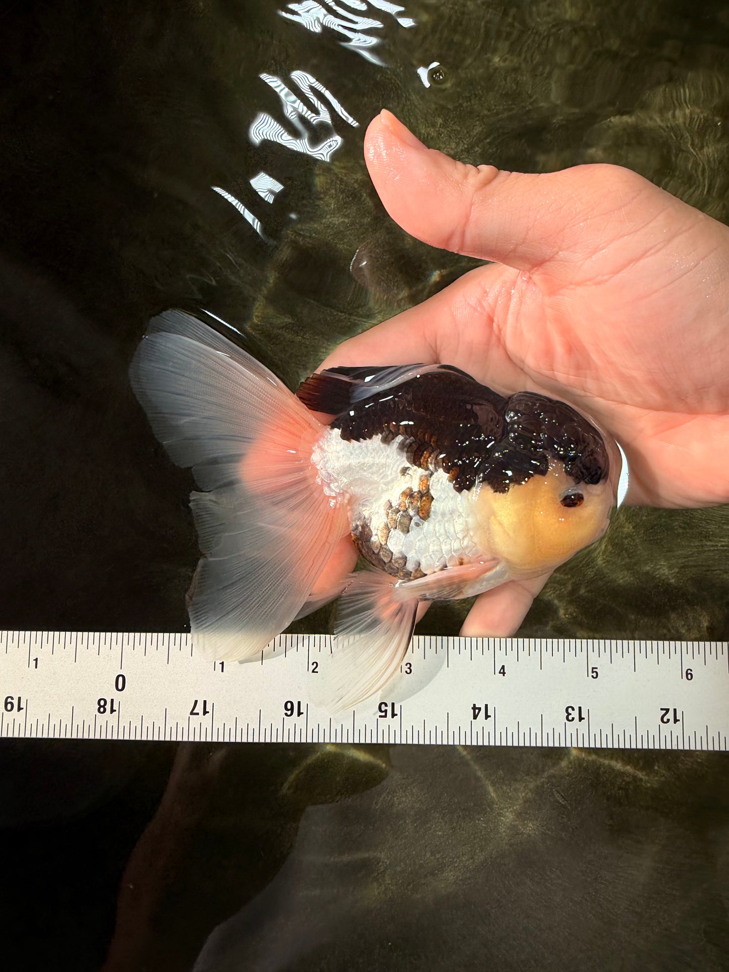 Panda Oranda Male 5 inches #031326OR_29