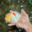 BEAUTY A Grade Red White Oranda Female 5.5 inches #040326OR_06