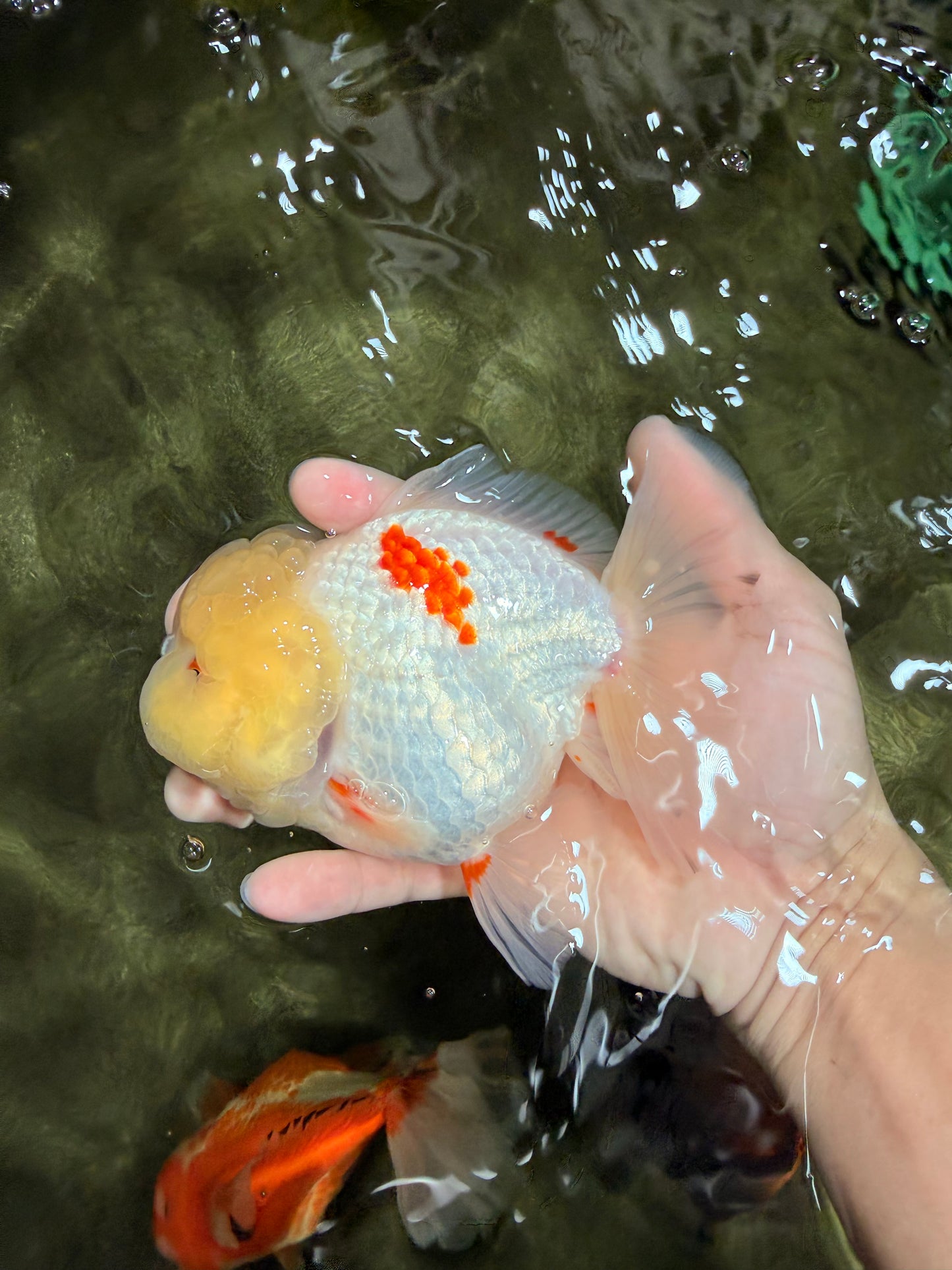 BEAUTY A Grade Red White Oranda Female 5.5 inches #040326OR_06