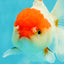 Red White Oranda Female 5 inches #110824OR_05