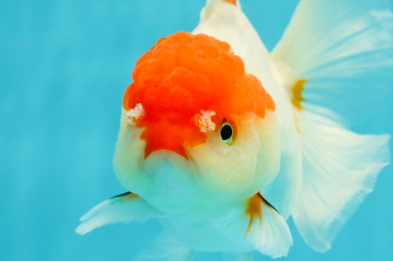 Red White Oranda Female 5 inches #110824OR_05