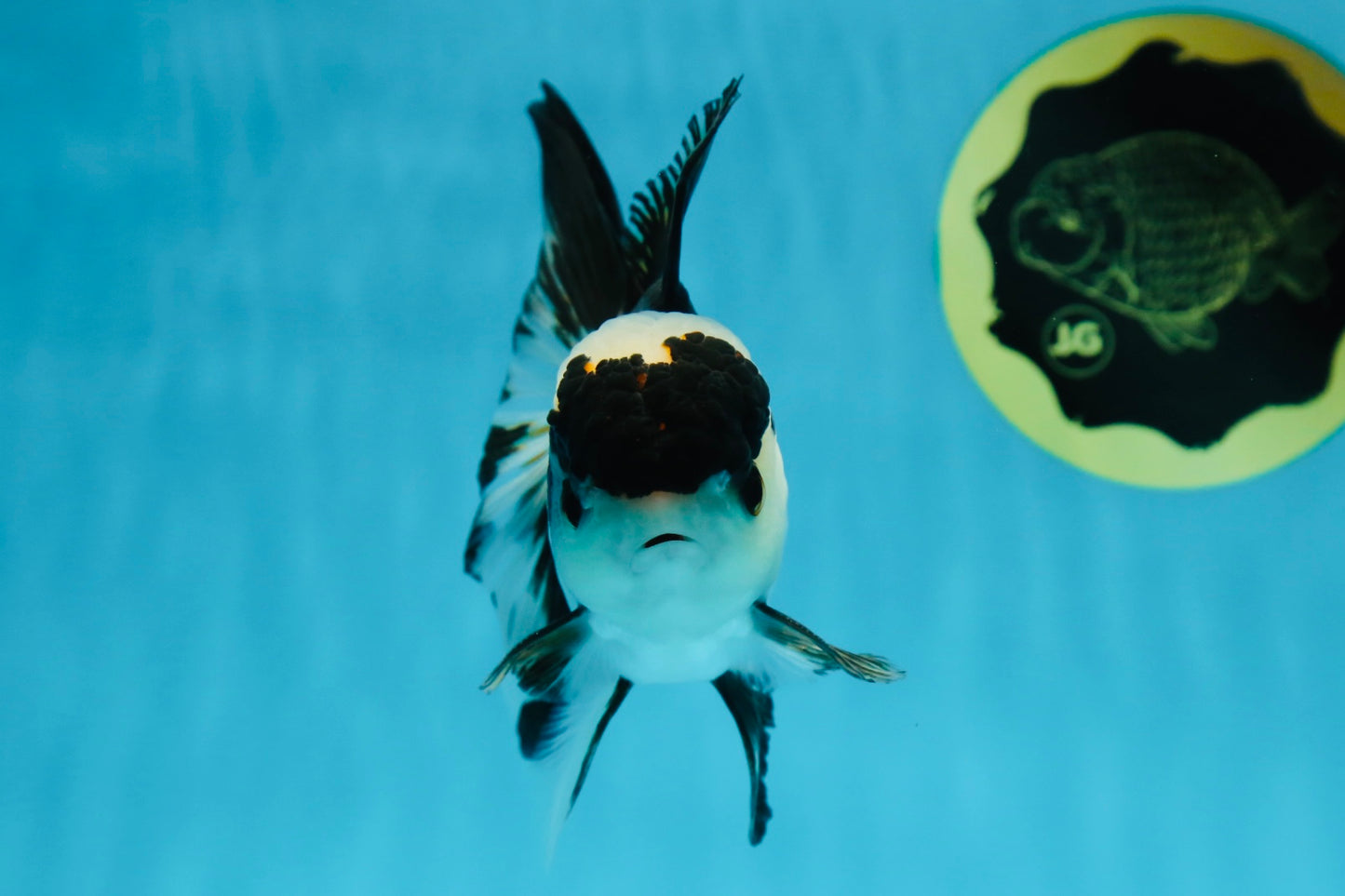 A Grade Panda Oranda Male 4.5 inches #010325OR_08