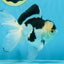 Panda Oranda Male 5 inches #091225OR_22