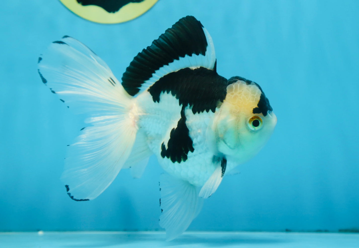 Panda Oranda Male 5 inches #091225OR_22