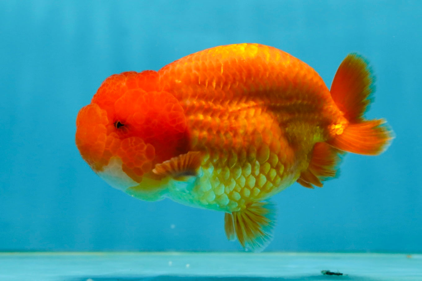 A Grade Solid Red LionKing 4 inches #062725LC_01