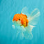 A Grade Red White Oranda Male 5.5-6 inches #090426OR_09