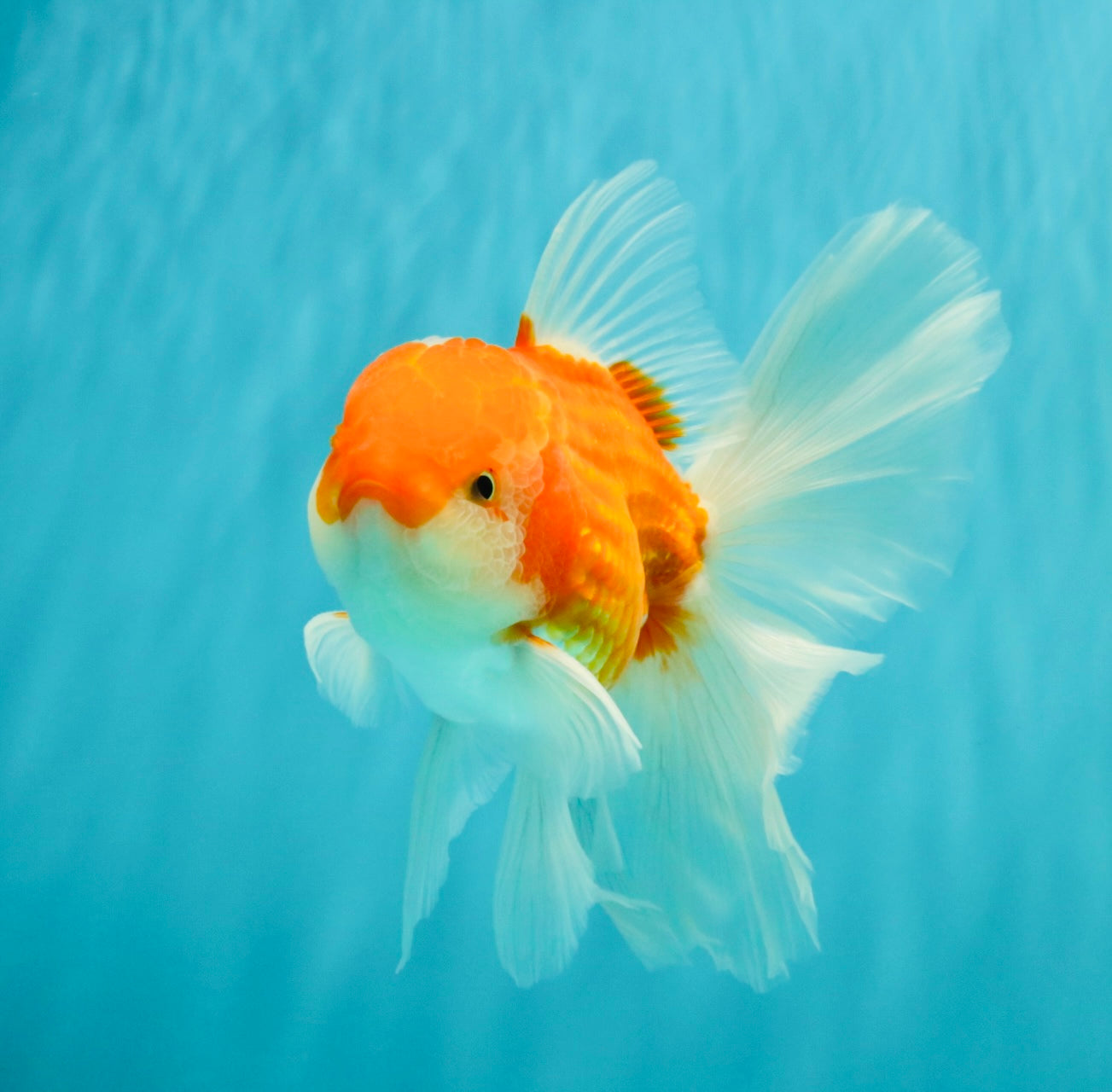 A Grade Red White Oranda Male 5.5-6 inches #090426OR_09