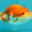 A Grade Red White LionQueen 4-4.5 inches #081426LC_18