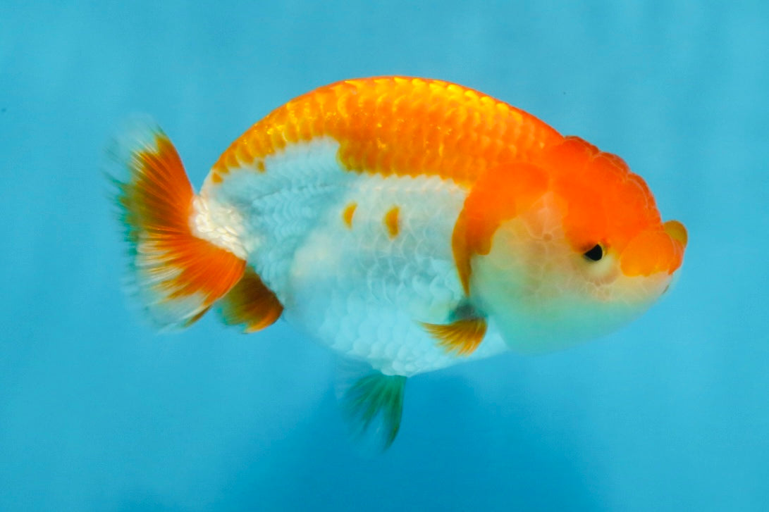 A Grade Red White LionQueen 4 inches #103125LC_20