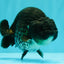 A Grade Black Ranchu Male 5-5.5 inches #071726RC_07