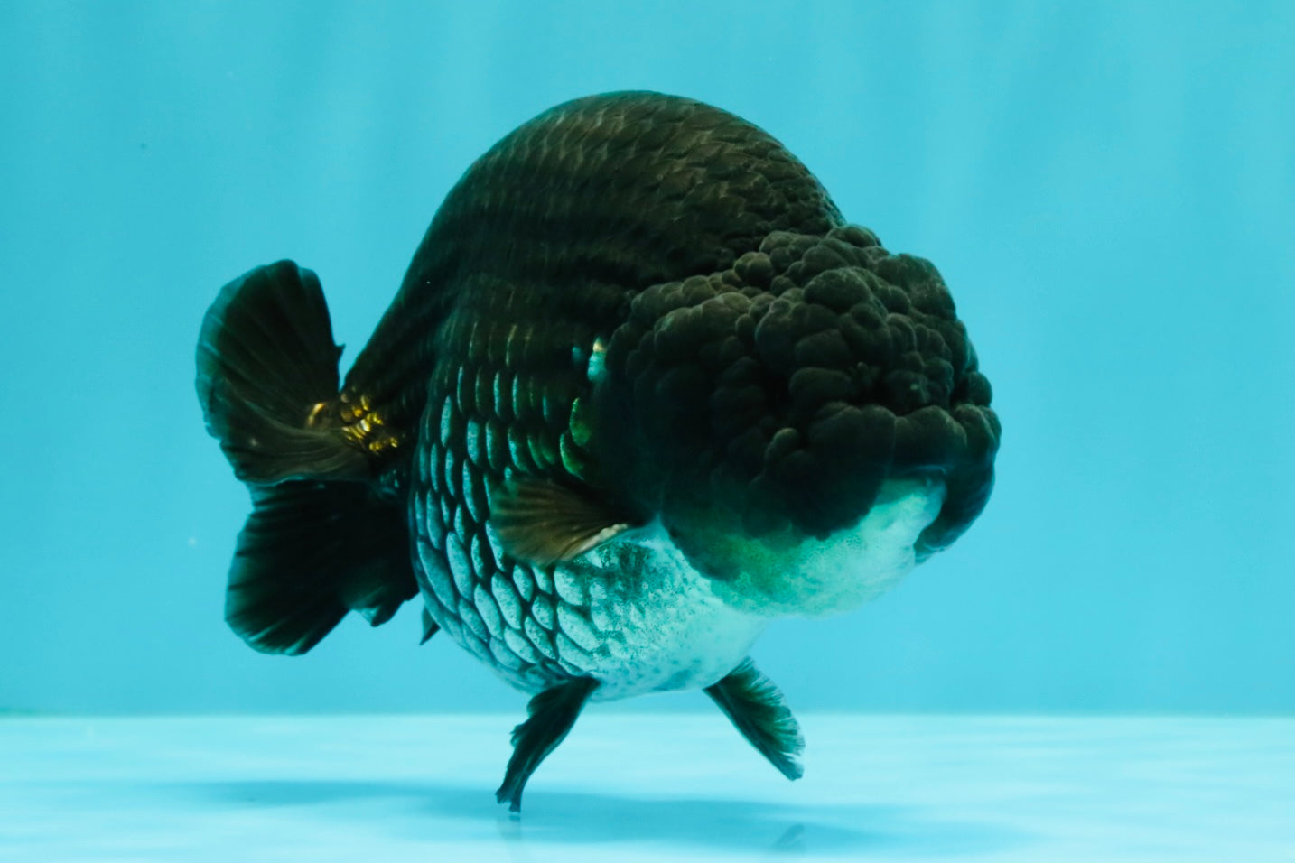A Grade Black Ranchu Male 5-5.5 inches #071726RC_07