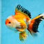 AAA Grade Tricolor Oranda Male 5-5.5 inches #0830OR_21