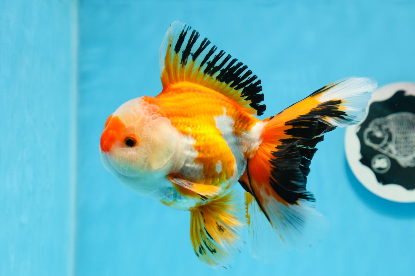 AAA Grade Tricolor Oranda Male 5-5.5 inches #0830OR_21