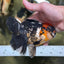 A Grade Tricolor Oranda Female 5-5.5 inches #120624OR_13