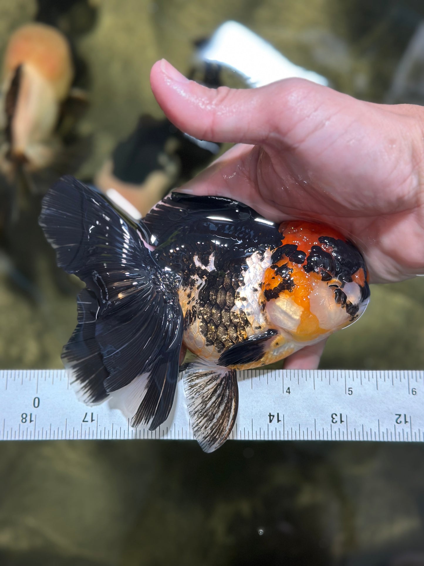 A Grade Tricolor Oranda Female 5-5.5 inches #120624OR_13