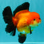AAA Grade Apache Oranda Female 5.5-6 inches #071026OR_25