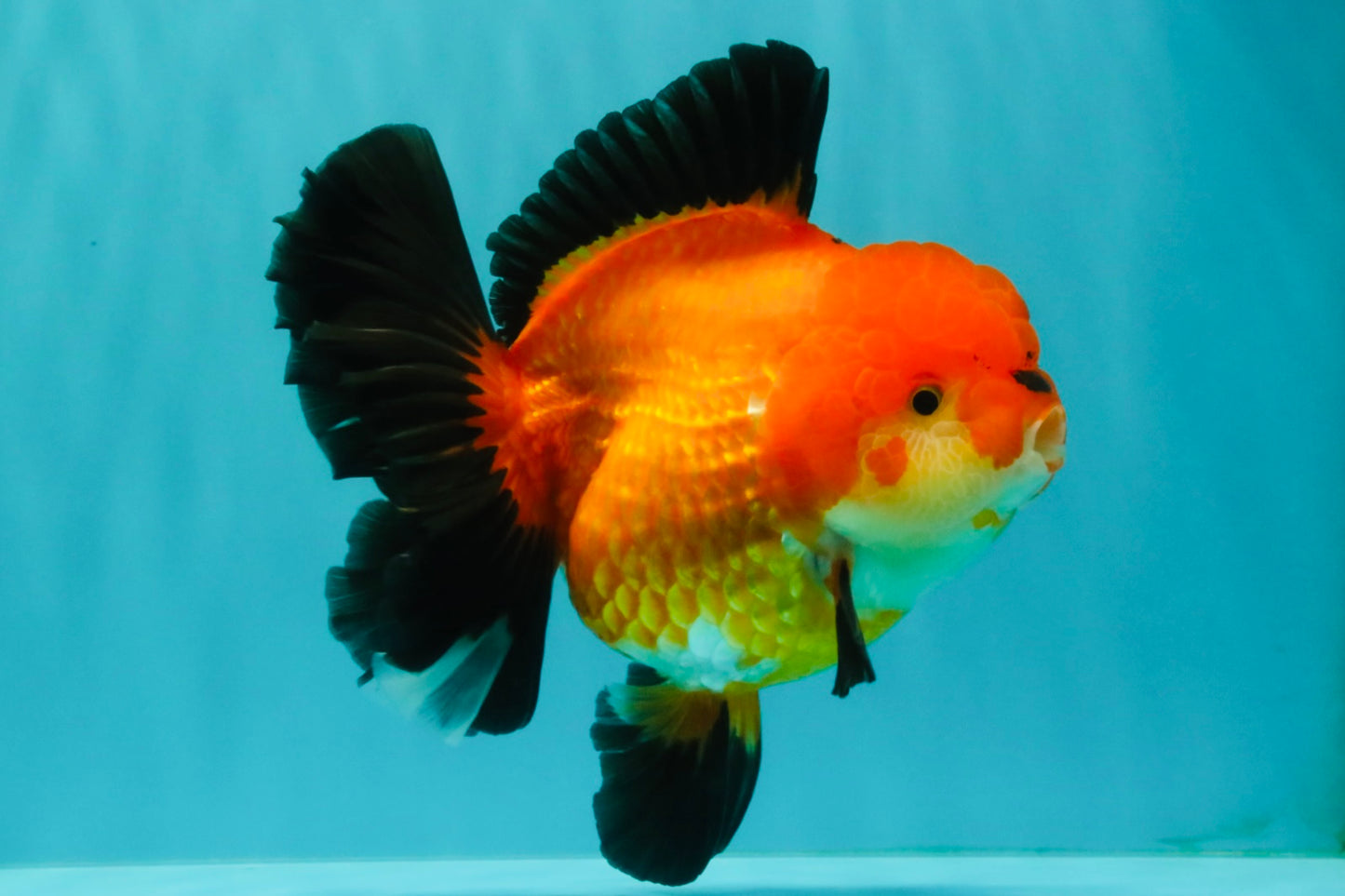 AAA Grade Apache Oranda Female 5.5-6 inches #071026OR_25