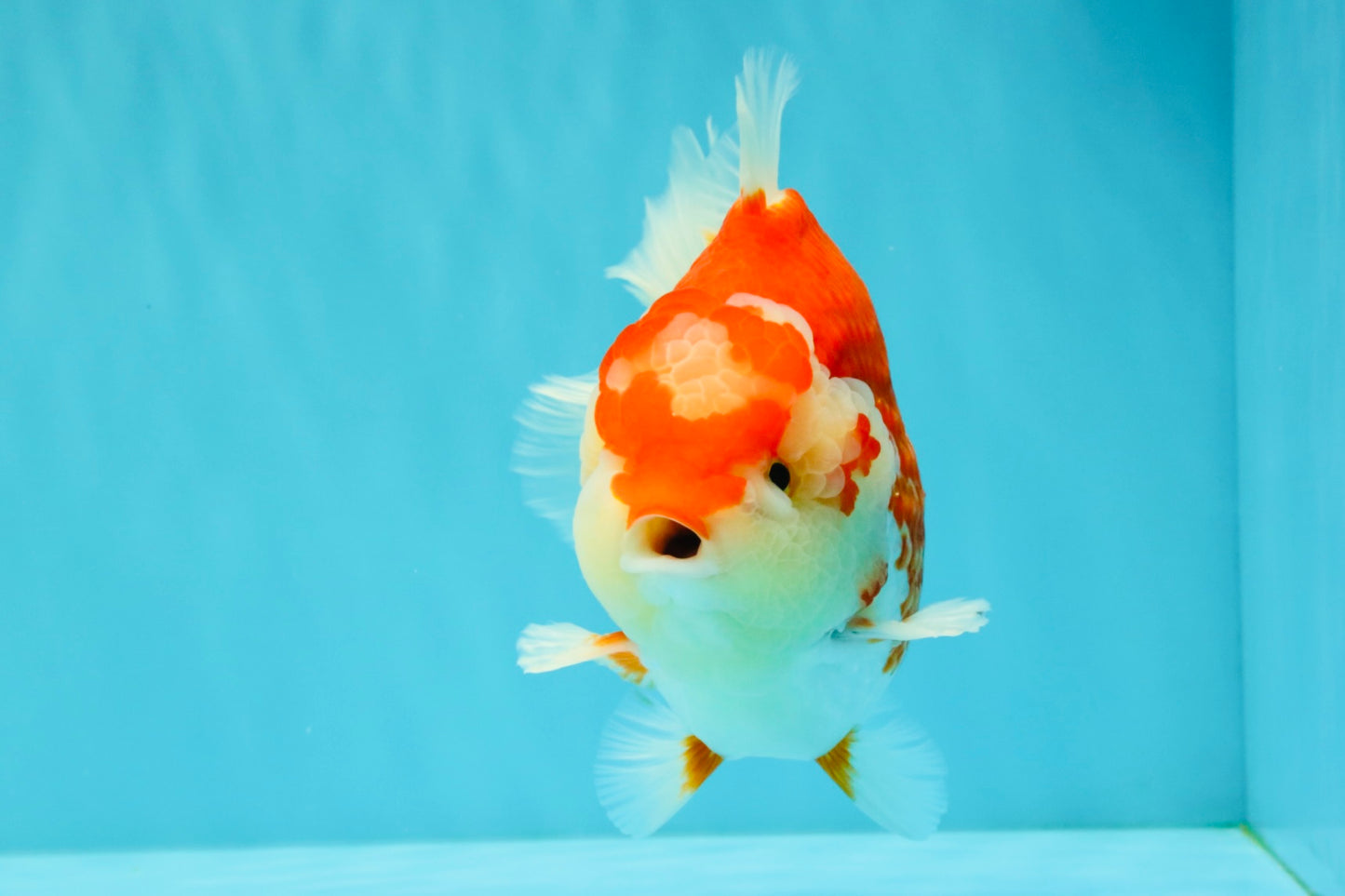 JUMBO A Grade Red White Yuanbao Male 5.5-6 inches #032026YB_22