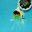 AAA Grade Panda Lemonhead Button Eyes Oranda Male 5.5 inches #110824OR_14