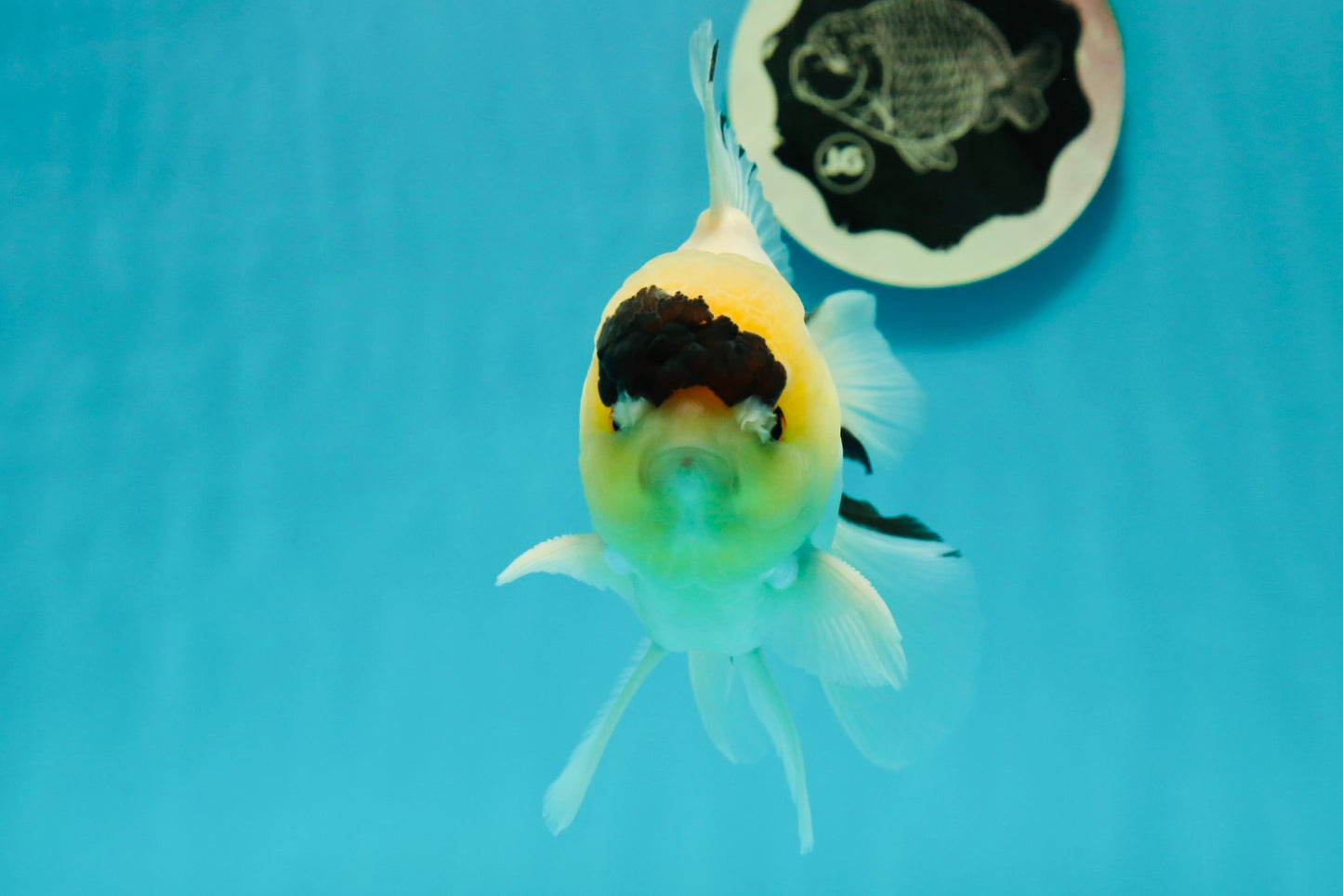 AAA Grade Panda Lemonhead Button Eyes Oranda Male 5.5 inches #110824OR_14